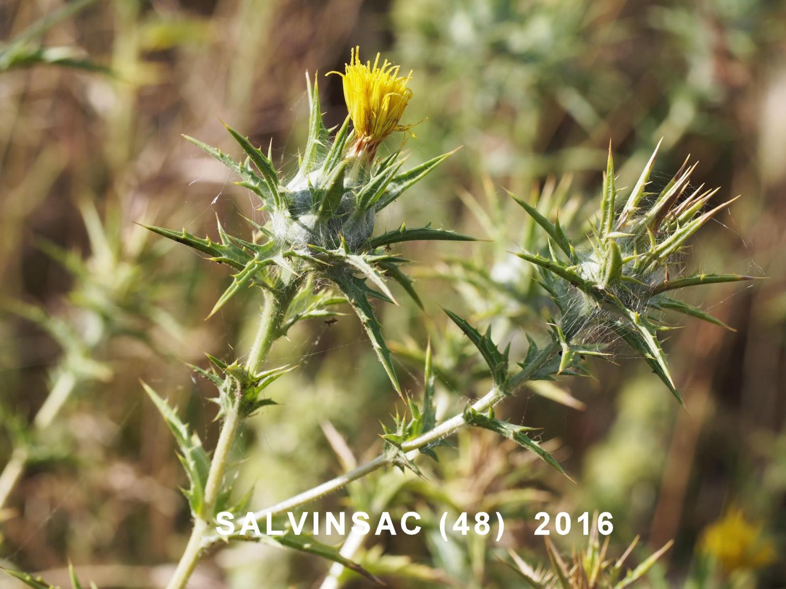 Thistle, Distaff